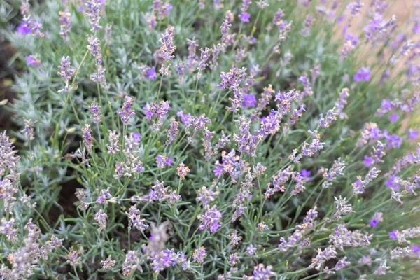 Lavanta alanları Bulgaristan çiçek açmış. Mor lavanta çiçekleri. Lavanta çalılar. Çiçek açan lavanta. Bir çiçek arıya. Lavanta bal ve petrol.