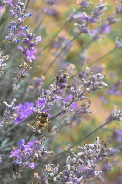 Blühende Lavendelfelder Bulgarien Violette Lavendelblüten Lavendelbüsche Blühender Lavendel Biene Auf — Stockfoto