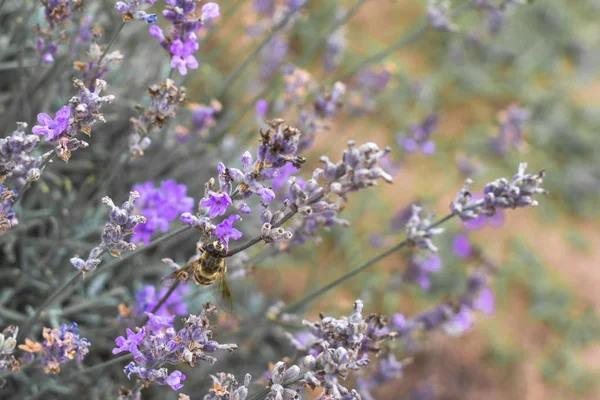 Champs Lavande Fleurs Bulgarie Fleurs Lavande Pourpre Des Buissons Lavande — Photo