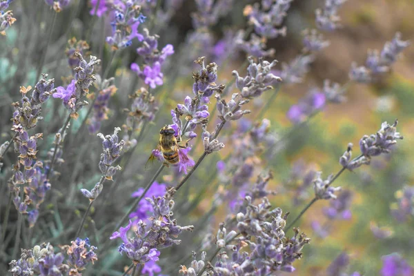 Lavanta alanları Bulgaristan çiçek açmış. Mor lavanta çiçekleri. Lavanta çalılar. Çiçek açan lavanta. Bir çiçek arıya. Lavanta bal ve petrol.