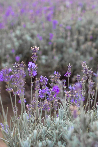 Fordømte Lavendelåker Bulgaria Lilla Lavendelblomster Lavendelbusker Fordømte Lavendel Bie Blomst – stockfoto