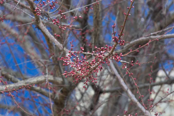 Röda Blommor Trädet Våren Uppvaknandet Naturen Mild Äggstocken Ett Träd — Stockfoto