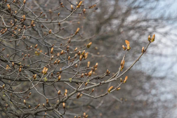 Takken Van Kastanje Lente Bloeiende Planten Ontwaken Van Natuur Seizoengebonden — Stockfoto