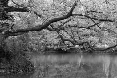 Göldeki bir ağacın yansıması. Gölün yanında ağaç. Buruşan dallar. Nehir manzarası. Suyun yanında park edin. Göletüzerinde asılı dalları.