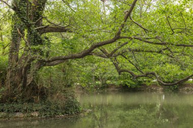 Göldeki bir ağacın yansıması. Gölün yanında ağaç. Buruşan dallar. Nehir manzarası. Suyun yanında park edin. Göletüzerinde asılı dalları.