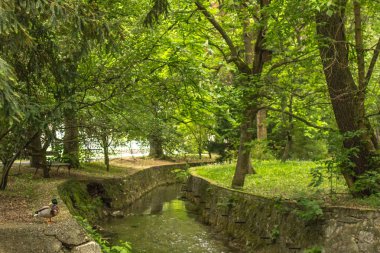 Göletin kıyısında ördek. Doğada vahşi kuş. Şehir parkında fauna. Bilim ornitolojisi. Parkta Hayvancılık.
