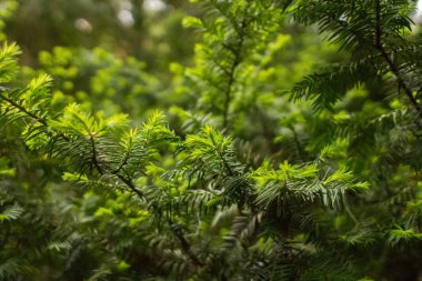 Kozalaklı ağaç. Çam İğneleri. Genç ladin. Ormanda yaprak dökmeyen bir bitki. Güneş ışığında bir çam ağacında genç iğneler.