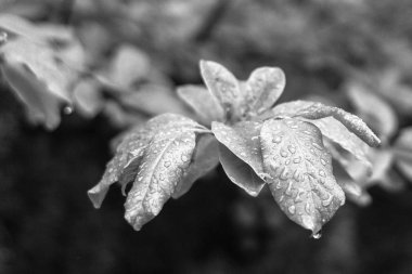 Şeffaf yağmur damlaları. Yağmurlu bir yaz. Ağaçtaki yapraklar. Yeşil yaprak. Fabrikada çiy. Taze renkler. Yaprak yapısı. Yaz resmi. Doğada yağış. Su damlaları kapanır.