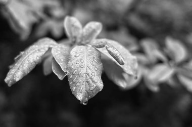 Şeffaf yağmur damlaları. Yağmurlu bir yaz. Ağaçtaki yapraklar. Yeşil yaprak. Fabrikada çiy. Taze renkler. Yaprak yapısı. Yaz resmi. Doğada yağış. Su damlaları kapanır.