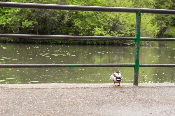 Eend Aan Oever Van Vijver Wilde Vogel Natuur Fauna Het — Stockfoto