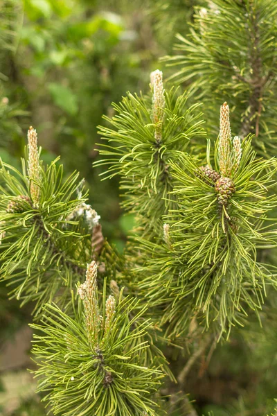 Árbol Coníferas Agujas Pino Picea Joven Una Planta Perenne Bosque — Foto de Stock