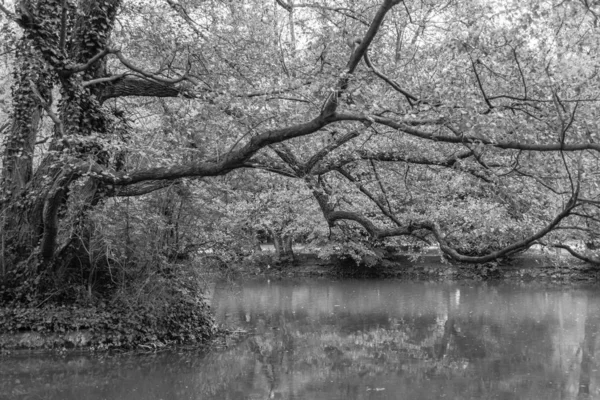 Reflection of a tree in a lake. Tree by the lake. Gnarled branches. River landscape. Park by the water. Branches hanging over the pond.