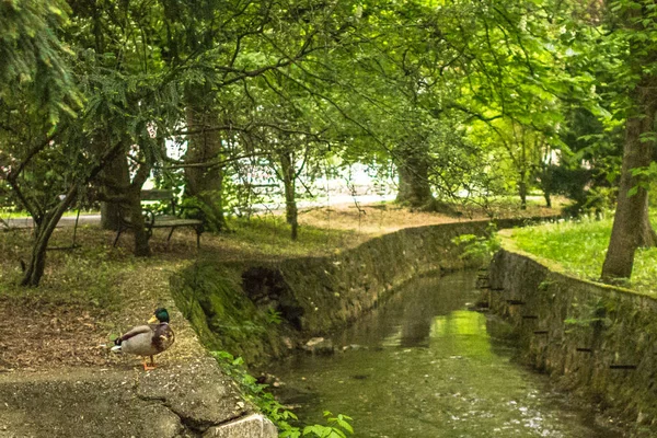 Pato Margem Lago Pássaro Selvagem Natureza Fauna Parque Cidade Ornitologia — Fotografia de Stock