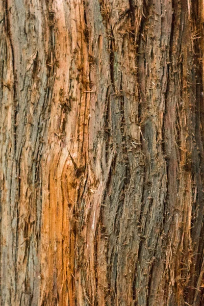 Corteza Árbol Cerca Tronco Roble Superficie Madera Textura Madera Áspera — Foto de Stock