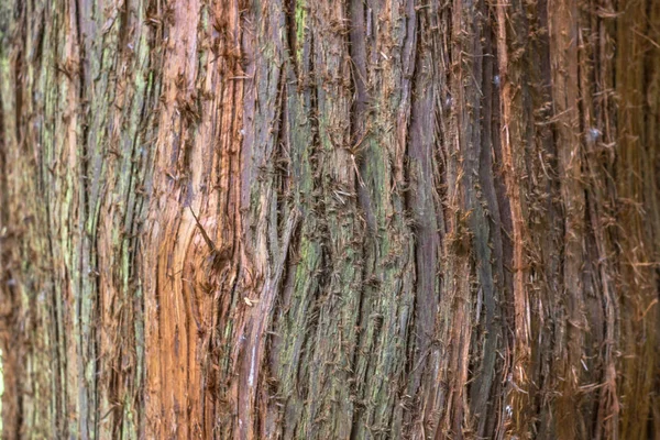 Casca Árvore Perto Mala Carvalho Superfície Madeira Textura Madeira Áspera — Fotografia de Stock