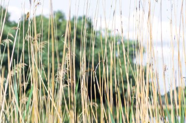 Nehirdeki Reed. Gökyüzüne karşı çimenler. Nehir manzarası. Gölde sazlık. Doğal arka plan.