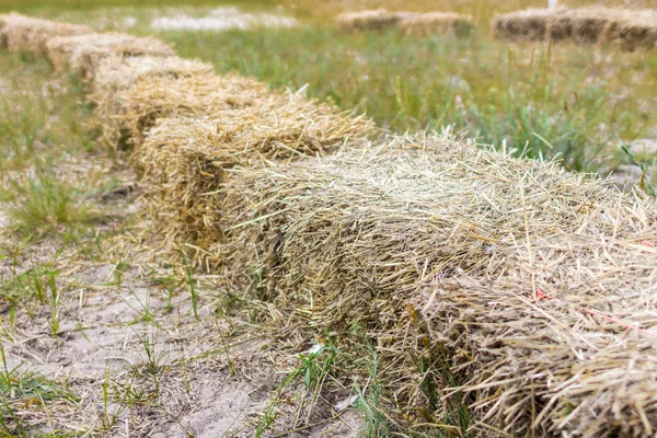 Uma Pilha Feno Grama Seca Textura Feno Existências Alimentos Para — Fotografia de Stock