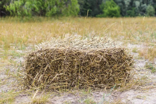 Stack Hay Dry Grass Texture Hay Stocks Feed Livestock Farm — Stock Photo, Image