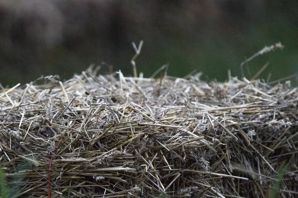 Une Pile Foin Herbe Sèche Texture Foin Stocks Aliments Pour — Photo