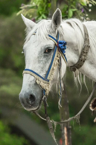 Paardrijden Hippotherapie Hippische Club Paard Harnas Stijgbeugels Zadel Een Witte — Stockfoto