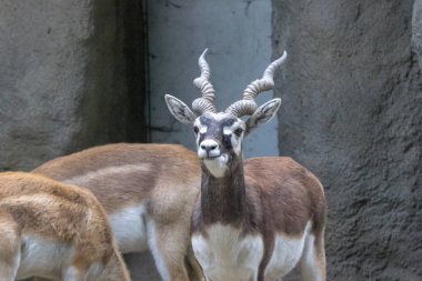 Bükülmüş boynuzlu dağ keçisi. Karanfil toynaklı bir hayvanın namlusu. Esaret altındaki vahşi hayvan. Yetişkin boynuzlu memeli. Vahşi doğa. Güzel dönen boynuzları.