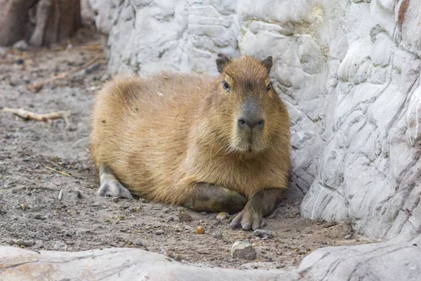 Yetişkin Capybara Otçul Memeli Vahşi Doğa Avrupa Hayvanat Bahçelerinde Vahşi — Stok fotoğraf