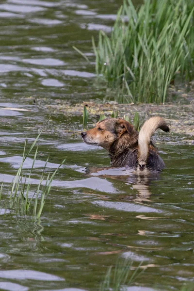 Dog in the water. An animal bathes in a pond. Contented dog in the river. A puppy is swimming in nature. Ways to survive the heat. Abnormally hot summer.