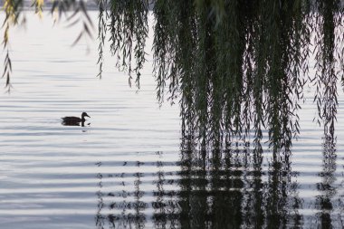 Gölde birkaç ördek. Doğal yaşam alanında vahşi kuşlar. Ördek ailesi. Su kuşu, gölette. Yüzme ördeği arka görüş. Kuş sürüsü.