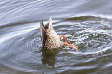 Ganimet ve pençeleri kadar ördek. Membranlı pençeler. Yabani kuşları besliyor. Ördek kuyruğu. Kuş dalıp avlanıyor. Av için suyun altına dalın. Komik hayvanlar. Mallard baş aşağı.