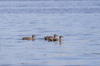 Gölde birkaç ördek. Doğal yaşam alanında vahşi kuşlar. Ördek ailesi. Su kuşu, gölette. Yüzme ördeği arka görüş. Kuş sürüsü.
