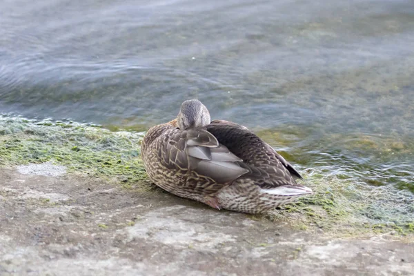 Gray Duck Shore Plumage Duck Summer Waterfowl Close Duck Beak — Stock Photo, Image