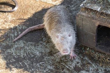 Beyaz ve siyah hindiba. Bataklık kunduzu. Fındık kuyruğu. Su samuru. Memeli kemirgen ekibi. Nehir hayvanı. Manto ve hindistan cevizi dişleri.