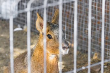 Patagonya tavşanı ya da domuz. Kemirgen cinsi. Domuz ailesi. Evcilleştirilmiş vahşi hayvan. Vahşi doğa. Hayvanat bahçesiyle bağlantı kur. Kahverengi yün Mara.