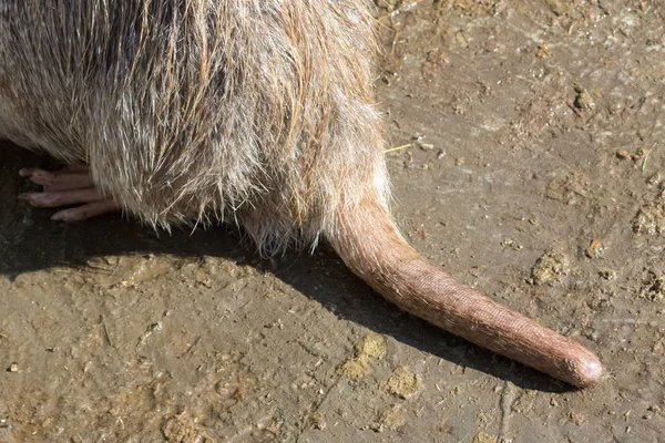 Weiße Und Schwarze Nutrias Sumpfbiber Der Schwanz Der Nutrias Wasserotter — Stockfoto