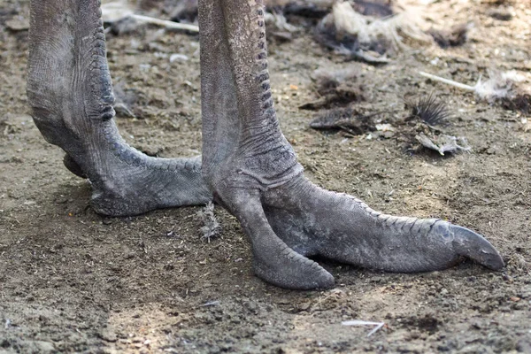 ダチョウの足大きな鳥の力強い足 足の爪ダチョウの手足肌荒れ — ストック写真