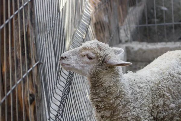 Młoda Biała Owca Farma Inwentarz Skontaktuj Się Zoo Owcza Wełna — Zdjęcie stockowe