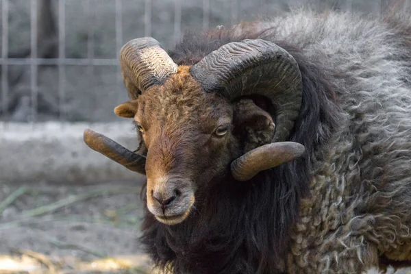 Siyah koç. Koyun sürüsü. Dönen boynuzlar. Kuzu surat. Ev çiftliği. Sığır kesme. Kalın yün. Boynuzlar ve toynaklar. Karanfil toynaklı hayvanlar.