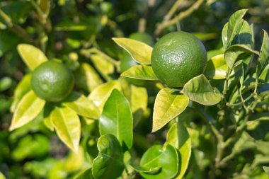 Kireç çalısı. Taze narenciye meyvesi. Sulu yeşil renk. Sağlıklı bir diyet için organik gıdalar. Olgun kireç kabuğu. Yiyeceklerde C vitamini var. Cömert bir hasat. Tekila aperatifi. Meyve arkaplanı.