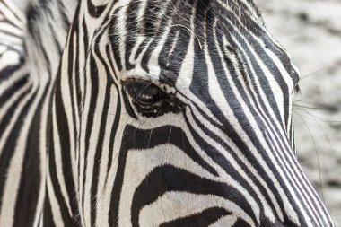 Zebra eyes close up. Muzzle of a striped animal. Black and white stripes on the wool. African fauna in a European zoo. Wildlife protection. Horse mane. Pattern on zebra wool.