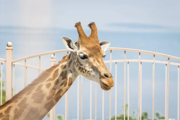 Animal Mais Alto Mundo Uma Girafa Casaco Manchado Cor Gengibre — Fotografia de Stock