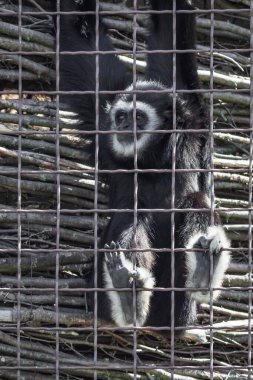 Hylobates lar. Black Gibbon. Section of primates in the zoo. Life at the zoo. Monkey in the cage. View on the brink of extinction. Victim of poachers. White border around the muzzle. Great apes.