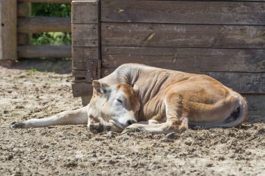 Sleeping calf. A young cow is sleeping in the sand. Quiet hour at the zoo. Animals on vacation. Offspring of a cow. Procreation in nature. Farm animals. Cute tired baby. Bask in the sun.