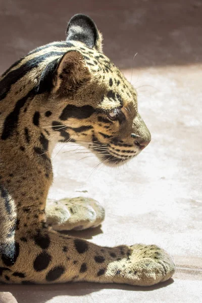 Grande Gato Predador Leopardo Perfil Gato Chileno Leopardo Fumegante Predador — Fotografia de Stock