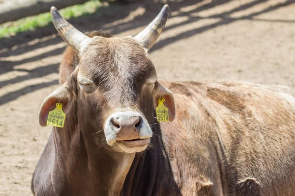Chipping Animals Chips Ears Cow Birth Control Livestock Veterinary Medicine — Stockfoto