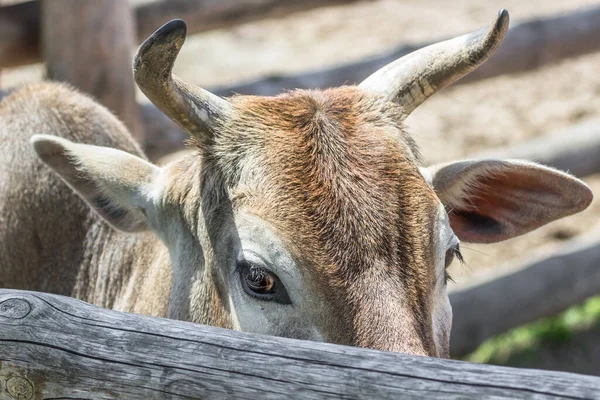 Part Body Animal Horns Cow Texture Horn Head Ruminant Curved — Stockfoto