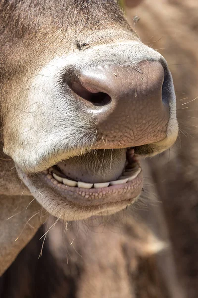 Cow Face Close Chewing Calf Cow Teeth Tongue Nose Head — Stockfoto