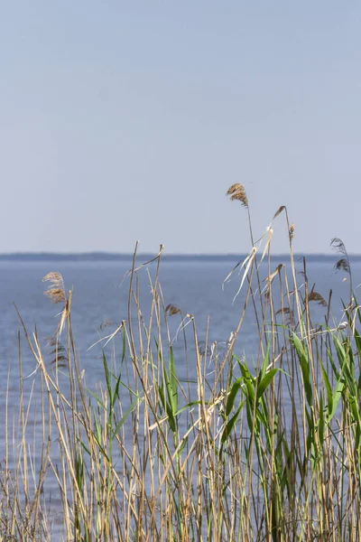 Bulrush Brzegu Rzeki Powierzchnia Jeziora Letni Krajobraz Liście Szeleszczą Wybrzeże — Zdjęcie stockowe