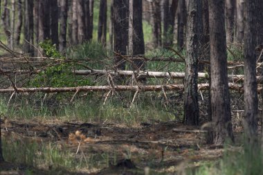 Çam ormanlarının manzarası. Kırık ağaçlar. Ağaçların arasında güneş ışığı. Uzun ağaç gövdeleri. Doğanın güzelliği. Doğanın temasını ekran koruyucusu. Orman cennet gibi. Çam yığını. Doğadaki geometri. Temiz hava..