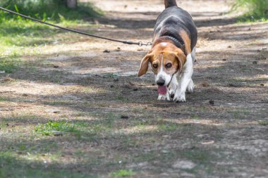 Sevgi dolu köpek cinsi. Yürüyüşe çıkmış dengeli bir hayvan. Tasmalı bir av köpeği. İyi bir hayvan. Köpek gezdirme kuralları. Üç renkli köpek kürkü. Sakin ol. Köpeğin koku duyusu..