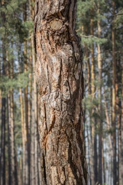 Çam kabuğu dokusu. Ağaç yaklaş. Doğanın temasını ekran koruyucusu. Ağaç gövdesi. Ahşap arka. Tasarım ögesi.